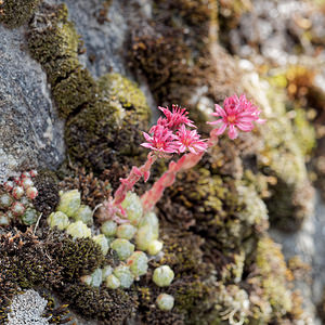 Sempervivum arachnoideum (Crassulaceae)  - Joubarbe toile-d'araignée - Cobweb House-leek Entremont [Suisse] 04/07/2018 - 1660m