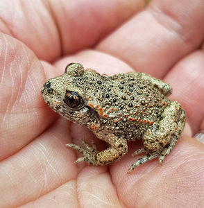 Alytes obstetricans (Alytidae)  - Alyte accoucheur, Crapaud accoucheur - Common Midwife Toad Nord [France] 19/08/2018 - 40m