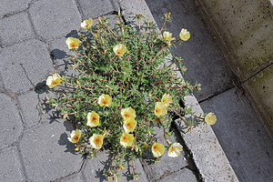 Portulaca grandiflora (Portulacaceae)  - Pourpier à grandes fleurs, Chevalier-d'onze-heures - Rose-moss [a purslane] Brasov [Roumanie] 30/08/2018 - 450m