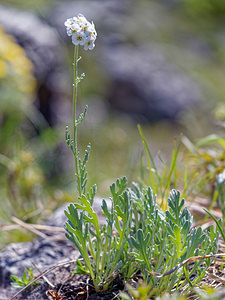 Achillea clavennae (Asteraceae)  - Achillée de Clavena Haut-Adige [Italie] 30/06/2019 - 2220m