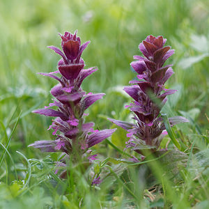 Ajuga pyramidalis (Lamiaceae)  - Bugle pyramidale - Pyramidal Bugle Hautes-Alpes [France] 25/06/2019 - 2000m