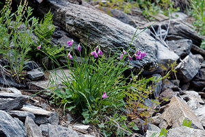 Allium narcissiflorum (Amaryllidaceae)  - Ail à fleurs de Narcisse, Ail à feuilles de Narcisse Coni [Italie] 26/06/2019 - 2080m