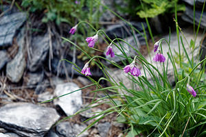 Allium narcissiflorum (Amaryllidaceae)  - Ail à fleurs de Narcisse, Ail à feuilles de Narcisse Coni [Italie] 26/06/2019 - 2080m
