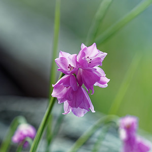 Allium narcissiflorum (Amaryllidaceae)  - Ail à fleurs de Narcisse, Ail à feuilles de Narcisse Coni [Italie] 26/06/2019 - 2080m