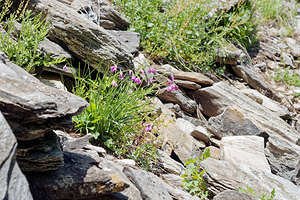Allium narcissiflorum (Amaryllidaceae)  - Ail à fleurs de Narcisse, Ail à feuilles de Narcisse Coni [Italie] 26/06/2019 - 2080m