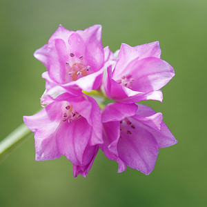 Allium narcissiflorum (Amaryllidaceae)  - Ail à fleurs de Narcisse, Ail à feuilles de Narcisse Coni [Italie] 26/06/2019 - 2070m