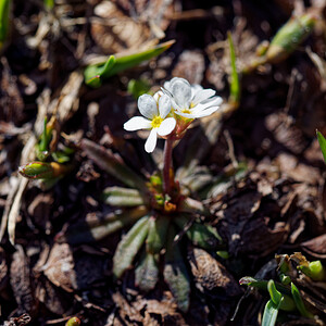 Androsace adfinis subsp. adfinis (Primulaceae)  - Androsace du Piémont, Androsace affine Hautes-Alpes [France] 26/06/2019 - 2710m