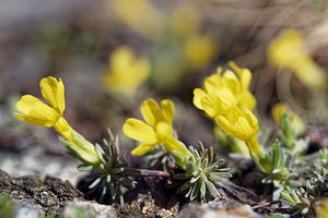 Androsace vitaliana (Primulaceae)  - Androsace de Vitaliano Coni [Italie] 26/06/2019 - 2740m