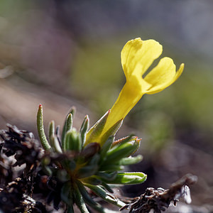 Androsace vitaliana (Primulaceae)  - Androsace de Vitaliano Coni [Italie] 26/06/2019 - 2740m