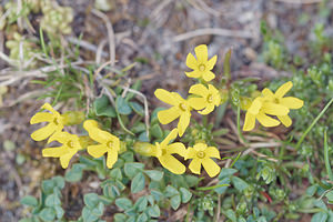 Androsace vitaliana (Primulaceae)  - Androsace de Vitaliano Provincia di Trento [Italie] 29/06/2019 - 2520m