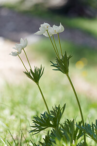 Anemonastrum narcissiflorum (Ranunculaceae)  - Anémone à fleurs de narcisse Hautes-Alpes [France] 25/06/2019 - 2030m