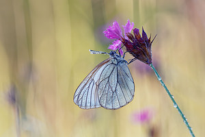 Aporia crataegi (Pieridae)  - Gazé Ain [France] 23/06/2019 - 890m