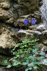 Aquilegia einseleana (Ranunculaceae)  - Ancolie de Einsele Provincia di Trento [Italie] 27/06/2019 - 820m