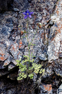 Aquilegia einseleana (Ranunculaceae)  - Ancolie de Einsele Provincia di Trento [Italie] 27/06/2019 - 770m