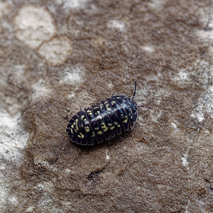 Armadillidium  (Armadillidiidae)  Provincia di Trento [Italie] 27/06/2019 - 770m