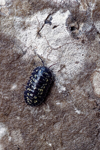 Armadillidium  (Armadillidiidae)  Provincia di Trento [Italie] 27/06/2019 - 770m