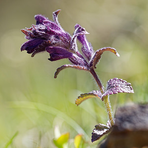 Bartsia alpina (Orobanchaceae)  - Bartsie des Alpes - Alpine Bartsia Hautes-Alpes [France] 23/06/2019 - 2140m