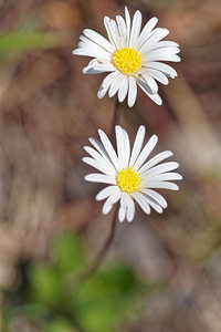 Bellidiastrum michelii (Asteraceae)  - Bellidiastre de Michel, Aster fausse pâquerette, Fausse pâquerette, Grande pâquerette des montagnes Haut-Adige [Italie] 30/06/2019 - 2220m