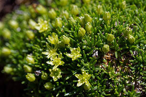 Cherleria sedoides (Caryophyllaceae)  - Minuartie faux orpin,  Alsine naine - Cyphel Hautes-Alpes [France] 23/06/2019 - 2080m