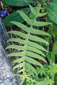 Cirsium erisithales (Asteraceae)  - Cirse érisithale, Cirse glutineux, Cirse érisithalès - Yellow Thistle Brescia [Italie] 27/06/2019 - 590m
