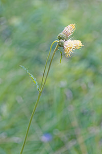 Cirsium erisithales (Asteraceae)  - Cirse érisithale, Cirse glutineux, Cirse érisithalès - Yellow Thistle Brescia [Italie] 27/06/2019 - 590m