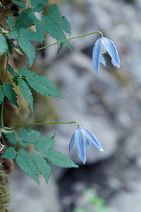 Clematis alpina (Ranunculaceae)  - Clématite des Alpes, Atragène des Alpes Haut-Adige [Italie] 28/06/2019 - 1740m