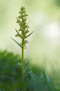 Coeloglossum viride (Orchidaceae)  - Coeloglosse vert, Orchis grenouille, Dactylorhize vert, Orchis vert - Frog Orchid Hautes-Alpes [France] 25/06/2019 - 2000m