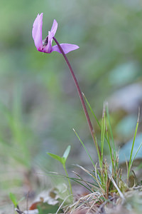 Cyclamen purpurascens (Primulaceae)  - Cyclamen pourpré, Cyclamen rouge pourpre, Cyclamen d'Europe, Marron de cochon Brescia [Italie] 27/06/2019 - 590m