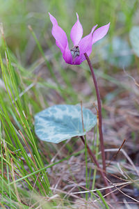 Cyclamen purpurascens (Primulaceae)  - Cyclamen pourpré, Cyclamen rouge pourpre, Cyclamen d'Europe, Marron de cochon Brescia [Italie] 27/06/2019 - 590m