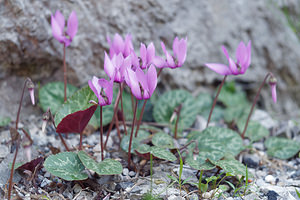 Cyclamen purpurascens (Primulaceae)  - Cyclamen pourpré, Cyclamen rouge pourpre, Cyclamen d'Europe, Marron de cochon Brescia [Italie] 27/06/2019 - 600m