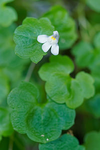 Cymbalaria muralis (Plantaginaceae)  - Cymbalaire des murs, Ruine de Rome - Ivy-leaved Toadflax Provincia di Trento [Italie] 27/06/2019 - 820m