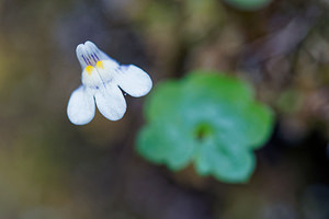 Cymbalaria muralis (Plantaginaceae)  - Cymbalaire des murs, Ruine de Rome - Ivy-leaved Toadflax Provincia di Trento [Italie] 27/06/2019 - 790m