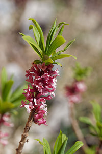 Daphne mezereum (Thymelaeaceae)  - Daphné bois-joli, Daphné bois-gentil, Bois-joli, Bois-gentil, Daphné mézéréon - Mezereon Hautes-Alpes [France] 25/06/2019 - 2210m