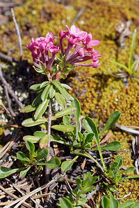 Daphne striata (Thymelaeaceae)  - Daphné strié, Camélée striée Hautes-Alpes [France] 25/06/2019 - 1830m