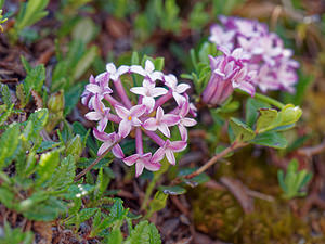 Daphne striata (Thymelaeaceae)  - Daphné strié, Camélée striée Haut-Adige [Italie] 30/06/2019 - 2170m