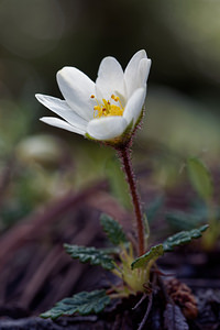 Dryas octopetala (Rosaceae)  - Dryade à huit pétales, Thé des alpes - Mountain Avens Hautes-Alpes [France] 25/06/2019 - 1830m