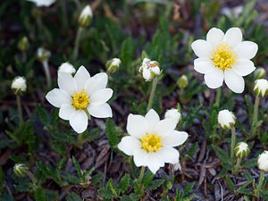 Dryas octopetala (Rosaceae)  - Dryade à huit pétales, Thé des alpes - Mountain Avens Haut-Adige [Italie] 30/06/2019 - 2170m