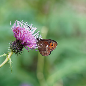 Erebia ligea (Nymphalidae)  - Moiré blanc-fascié, Grand nègre hongrois, Nègre, Nègre hongrois - Arran Brown Provincia di Trento [Italie] 27/06/2019 - 780m