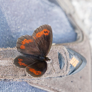 Erebia ligea (Nymphalidae)  - Moiré blanc-fascié, Grand nègre hongrois, Nègre, Nègre hongrois - Arran Brown Provincia di Trento [Italie] 28/06/2019 - 660m