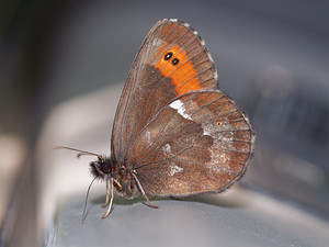 Erebia ligea (Nymphalidae)  - Moiré blanc-fascié, Grand nègre hongrois, Nègre, Nègre hongrois - Arran Brown Provincia di Trento [Italie] 28/06/2019 - 650m