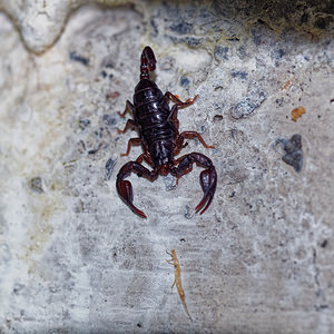 Euscorpius alpha (Euscorpiidae)  Provincia di Trento [Italie] 27/06/2019 - 880m