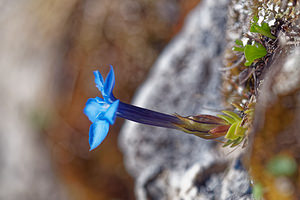 Gentiana schleicheri (Gentianaceae)  - Gentiane de Schleicher Haut-Adige [Italie] 30/06/2019 - 2170m