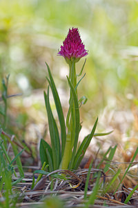 Gymnadenia rubra var dolomitensis (Orchidaceae)  - Nigritelle des dolomites Haut-Adige [Italie] 30/06/2019 - 2220m