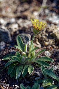 Hieracium  (Asteraceae)  - Épervière - hawkweeds Hautes-Alpes [France] 24/06/2019 - 1720m
