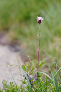 Homogyne alpina (Asteraceae)  - Homogyne des Alpes - Purple Colt's-foot Hautes-Alpes [France] 24/06/2019 - 2270m