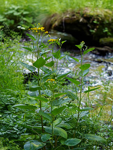 Jacobaea alpina (Asteraceae)  - Jacobée des Alpes, Cinéraire des Alpes, Séneçon des alpes Brescia [Italie] 27/06/2019 - 980m