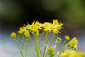 Jacobaea alpina (Asteraceae)  - Jacobée des Alpes, Cinéraire des Alpes, Séneçon des alpes Brescia [Italie] 27/06/2019 - 980m