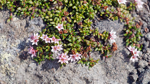 Kalmia procumbens (Ericaceae)  - Kalmie couchée, Loiseleurie couchée, Azalée couchée - Trailing Azalea Provincia di Trento [Italie] 29/06/2019 - 2520m