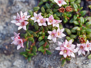 Kalmia procumbens (Ericaceae)  - Kalmie couchée, Loiseleurie couchée, Azalée couchée - Trailing Azalea Provincia di Trento [Italie] 29/06/2019 - 2520m