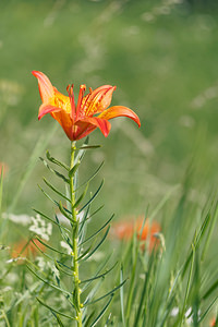 Lilium bulbiferum (Liliaceae)  - Lis à bulbille, Lis orangé à bulbille - Orange-lily Belluno [Italie] 29/06/2019 - 1660m